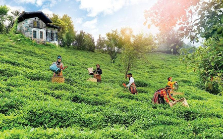 Rize’de çay üreticilerin isyanı: ‘1 kilo çayla 2 ekmek bile alamıyoruz, çayı dereye dökeceğiz’
